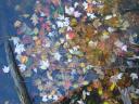 floating leaves