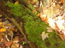 moss