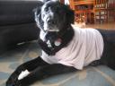 daisy in shirt