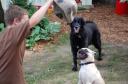 dogs
